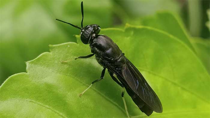 Kenapa Maggot Black Soldier Fly, Begitu Hebat Diciptakan Tuhan?